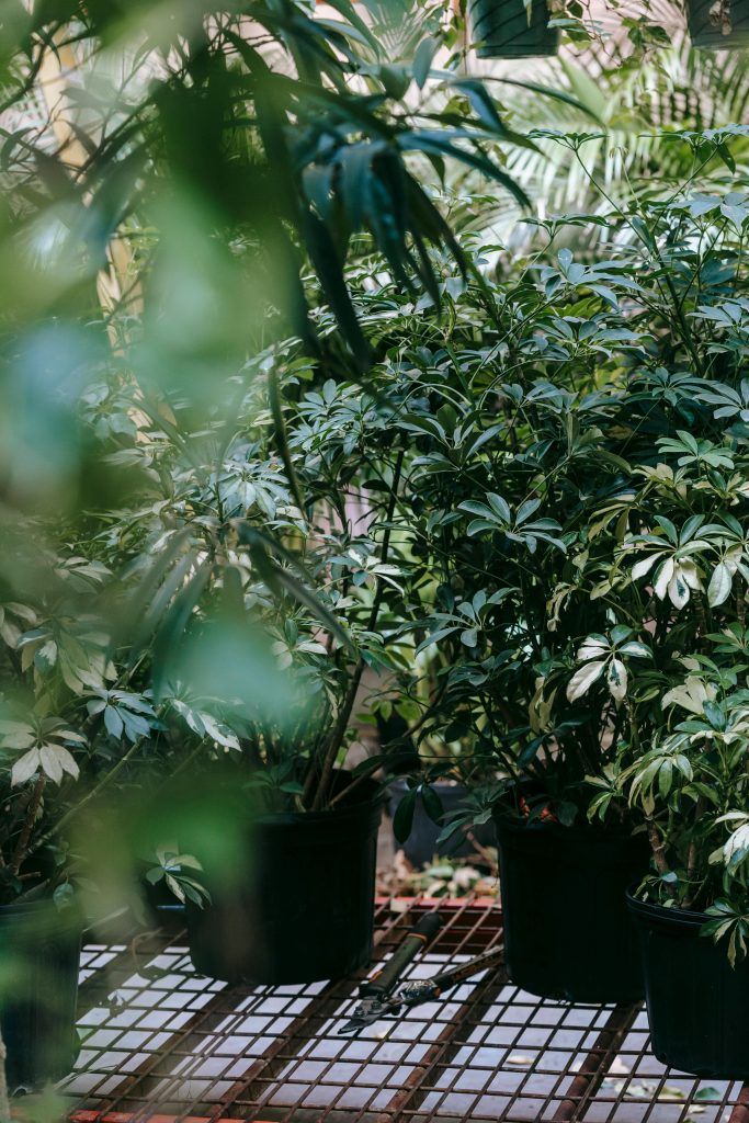 Plantas y herramientas de cuidado de jardín